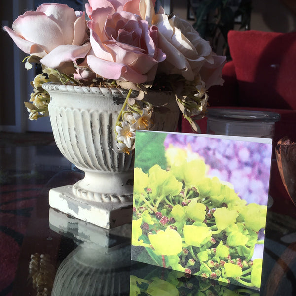 Summer Hydrangea Note Cards