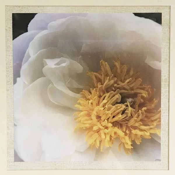 White Peony 10" x 10" Dream Print