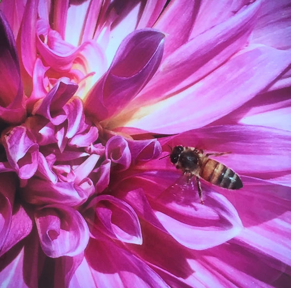 Swirling Pink Petals 10" x 10" Dream Print
